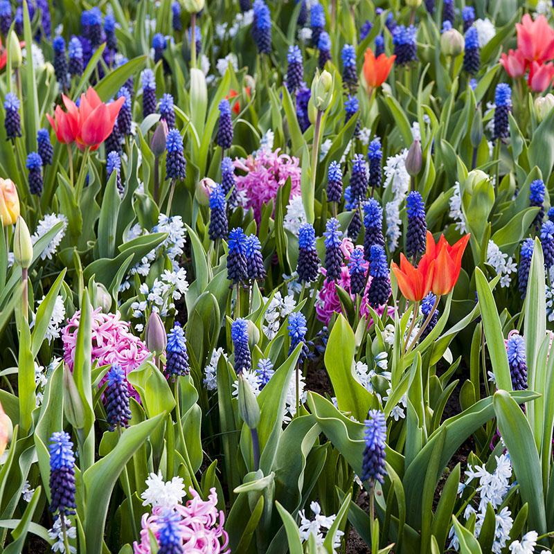 Mix spring flowering bulbs – all colours