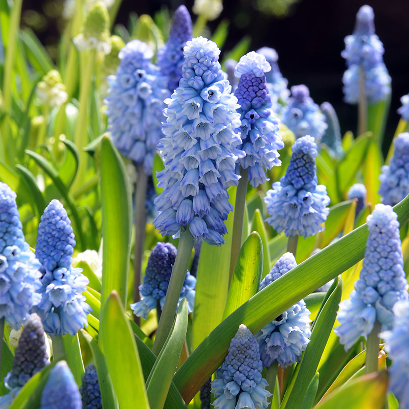 Muscari azureum