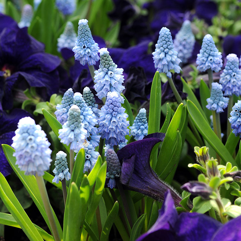 Muscari azureum