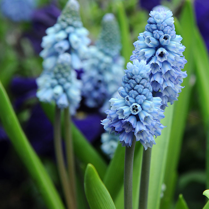 Muscari azureum