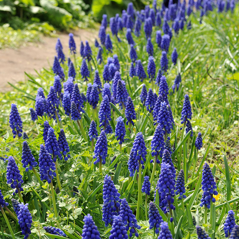 Muscari armeniacum
