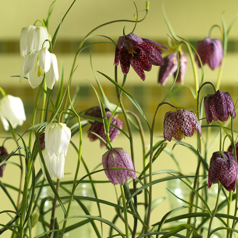 Fritillaria meleagris