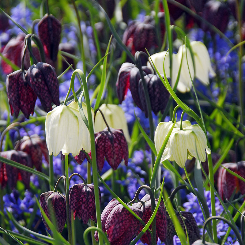 Fritillaria meleagris