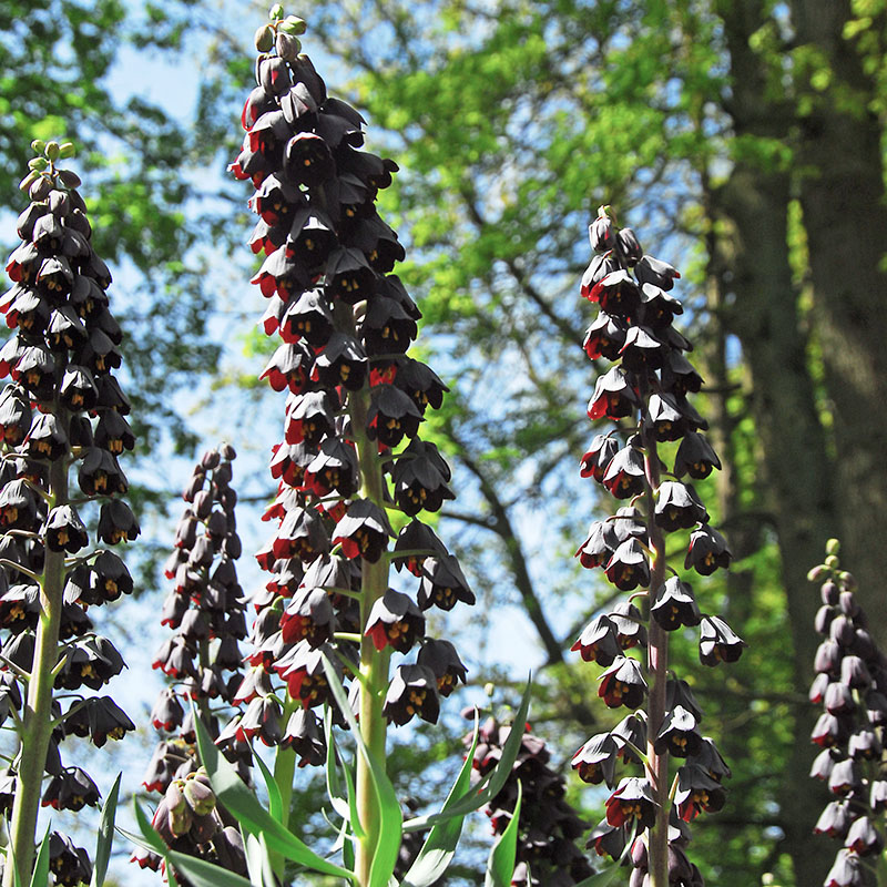 Fritillaria persica