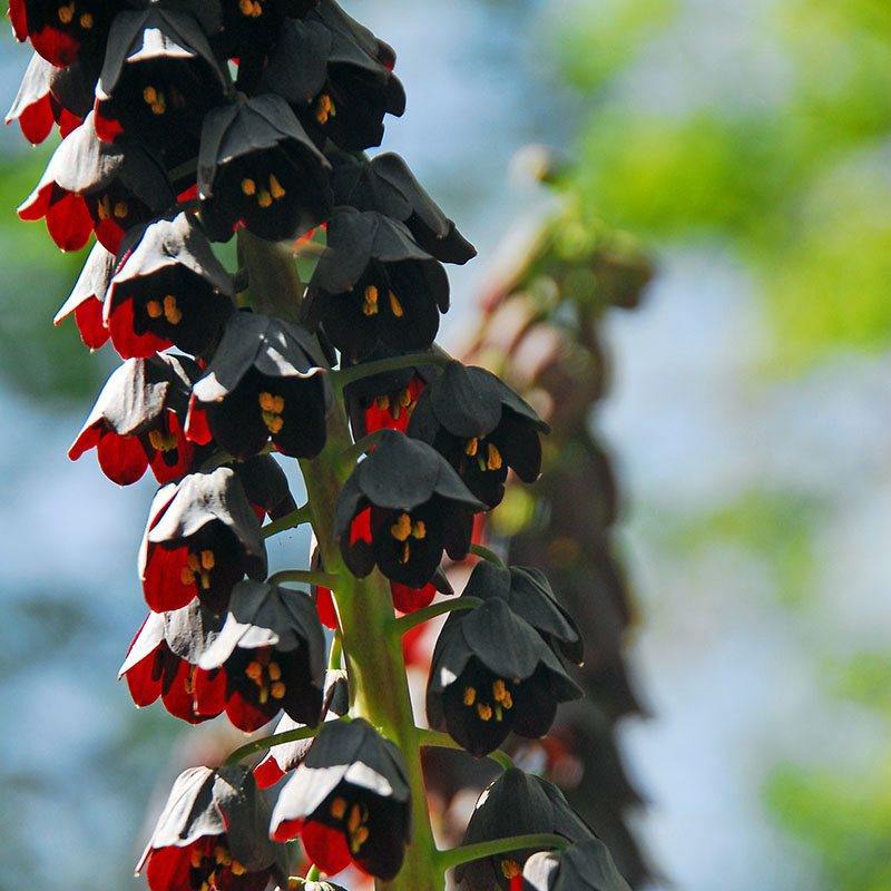 Fritillaria persica