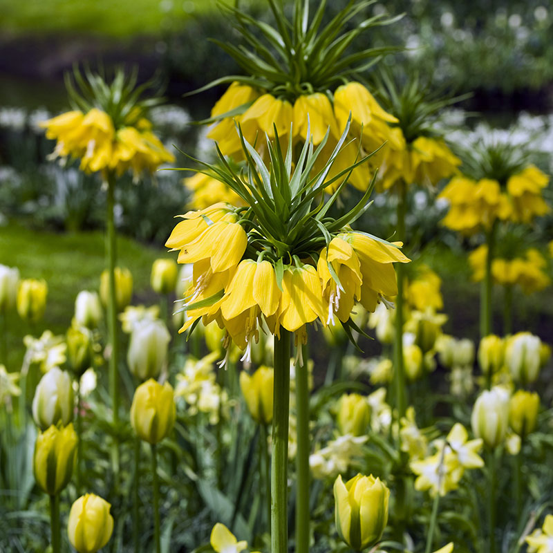 Keukenhof 2013 Imperialis Lutea