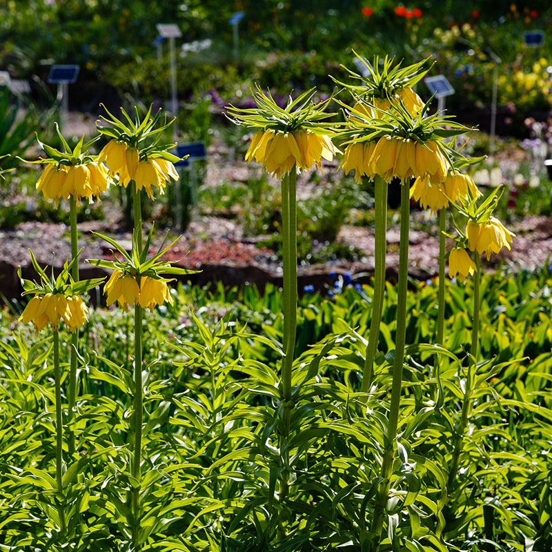 V-FR-006B Imperialis Lutea