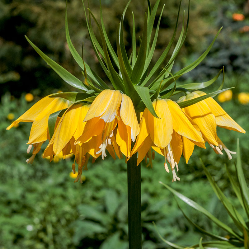 V-FR-006C Imperialis Lutea