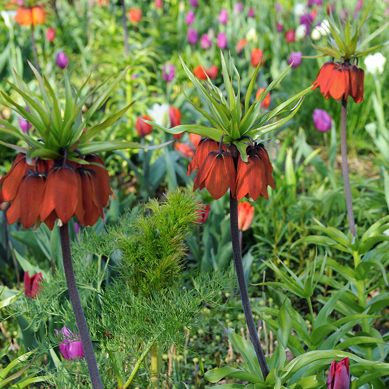 Fritillaria imperialis  Aurora