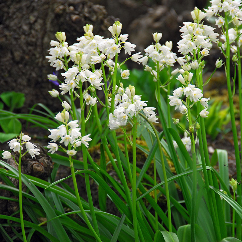 Hyacinthoides hispanica  White City