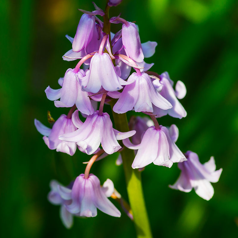 V-HY-003A Hyacinthoides roze