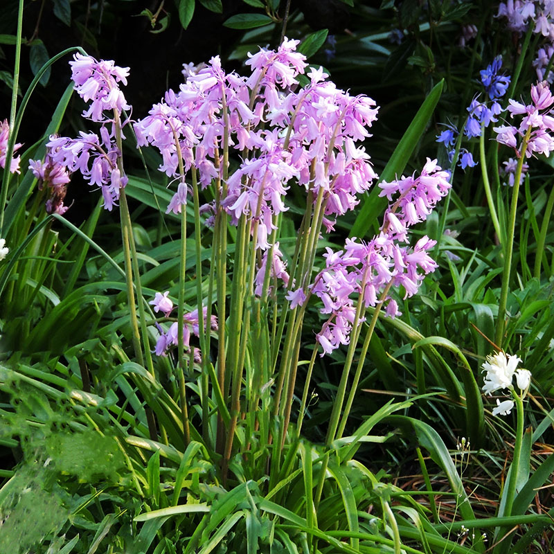 V-HY-003B Hyacinthoides roze