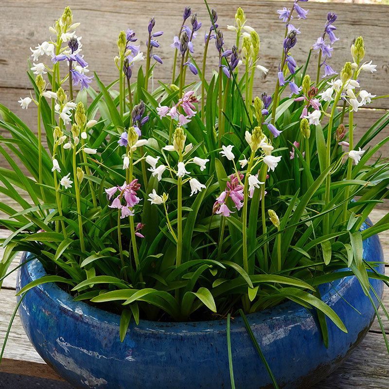 V-HY-003C Hyacinthoides roze