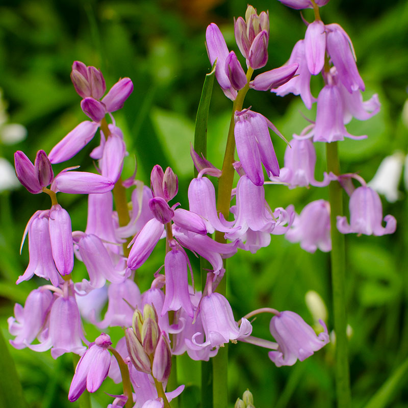 V-HY-003D Hyacinthoides roze