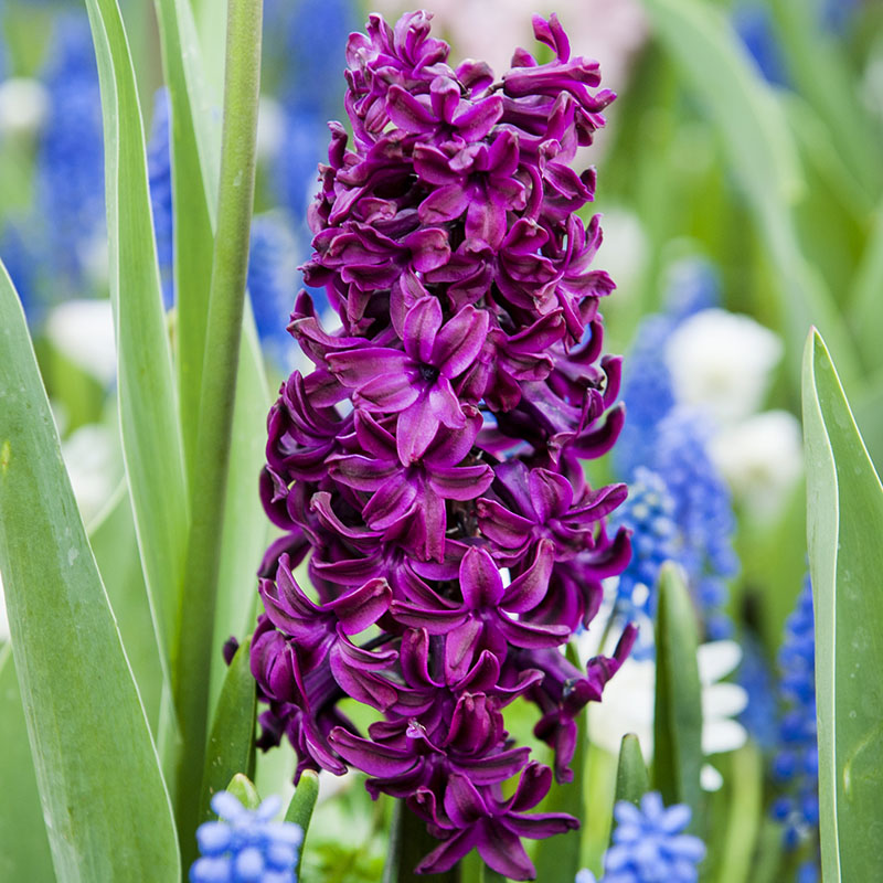 Mix spring flowering bulbs - purple