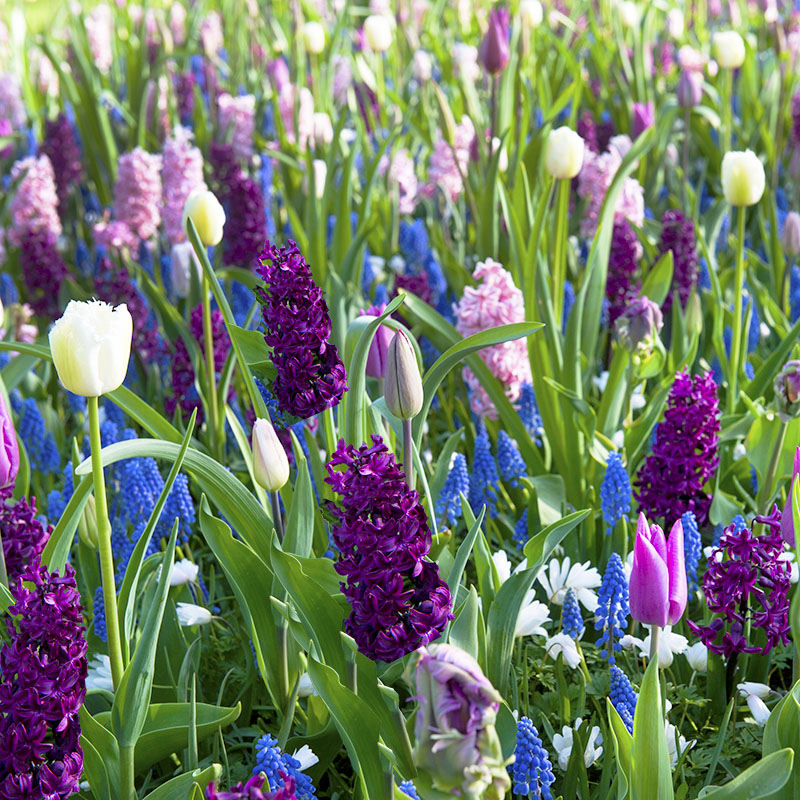 Mix spring flowering bulbs – purple