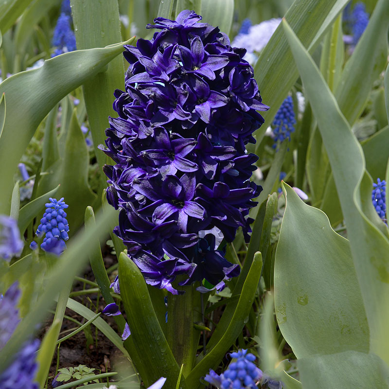 Mix spring flowering bulbs - Blue/Yellow