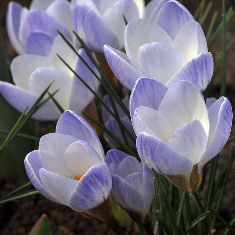 Early flowering bulbs 2014