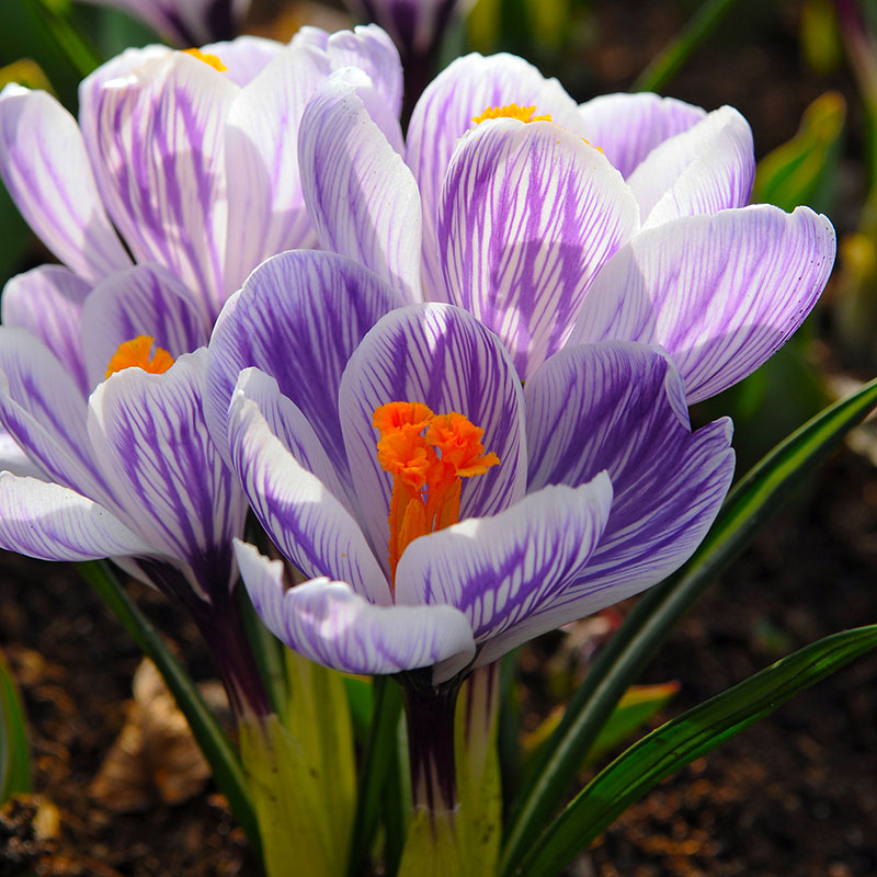 Crocus vernus  Pickwick