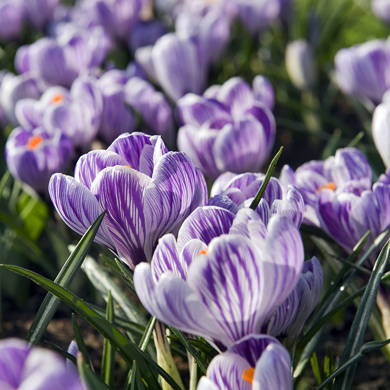 Early flowering bulbs 2014