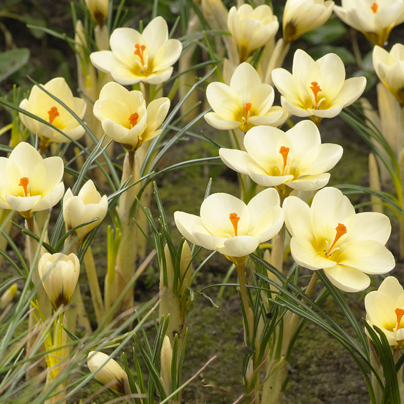 Crocus chrysanthus  Cream Beauty