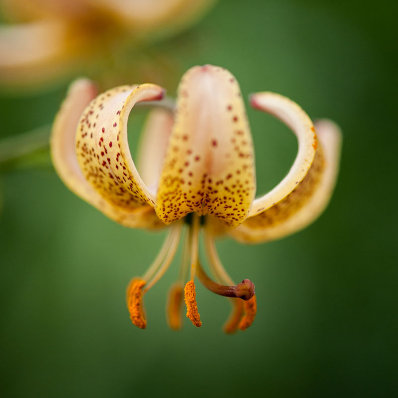 V-LE-004B Guinea gold