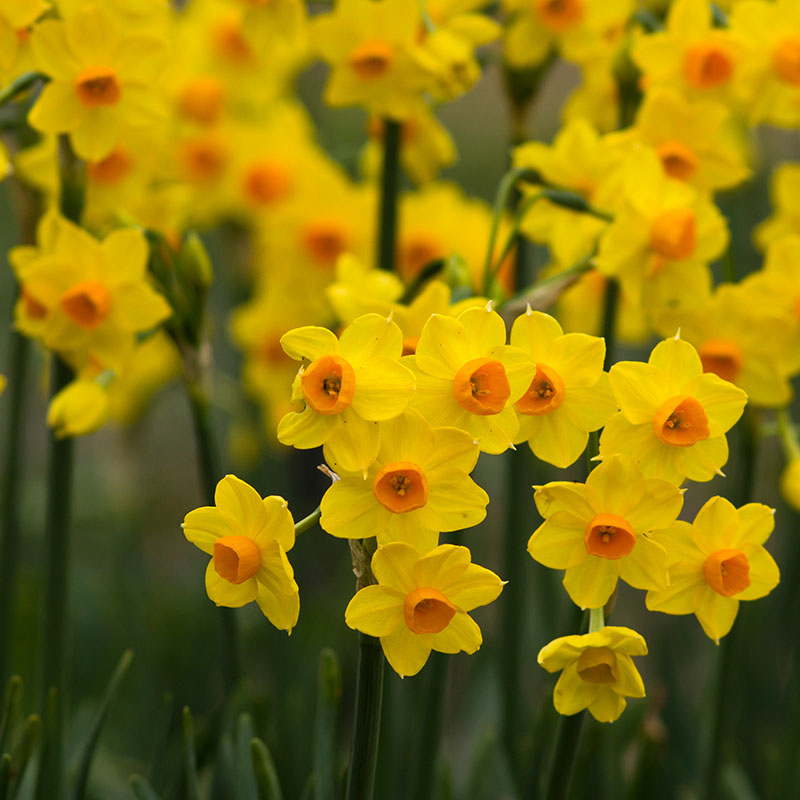 V-NA-002A Martinette