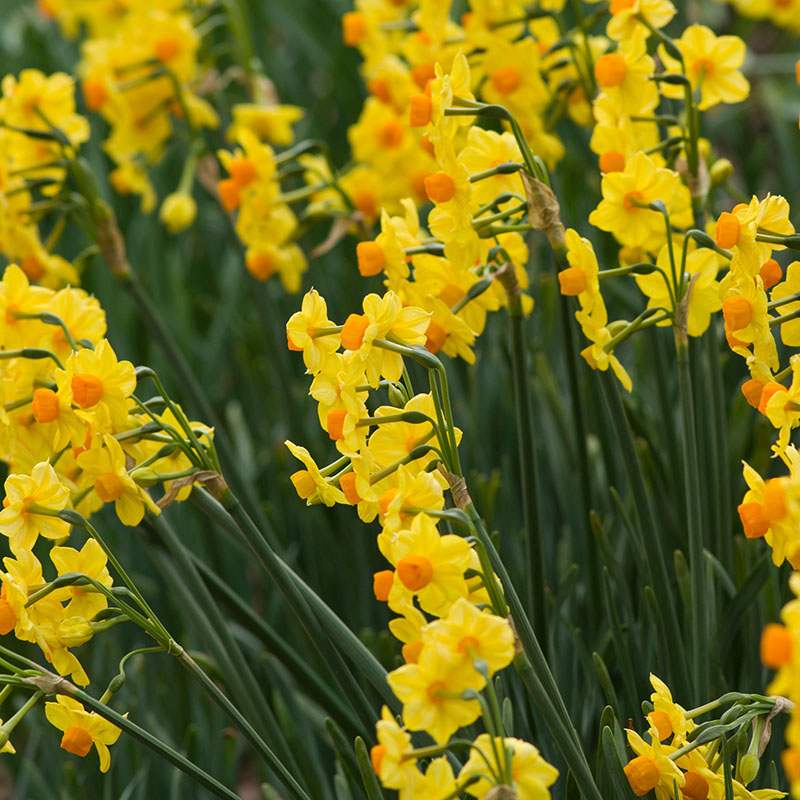 V-NA-002B Martinette