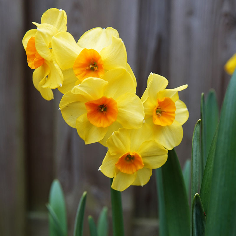 V-NA-002C Martinette