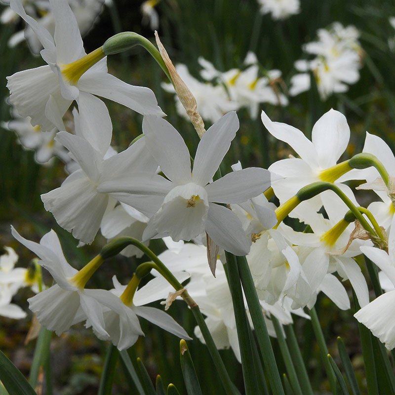 Narcissus  Thalia Thalia