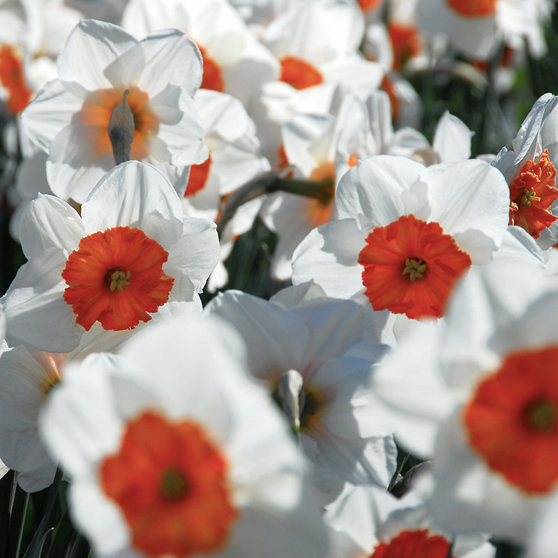 Narcissus  Professor Einstein