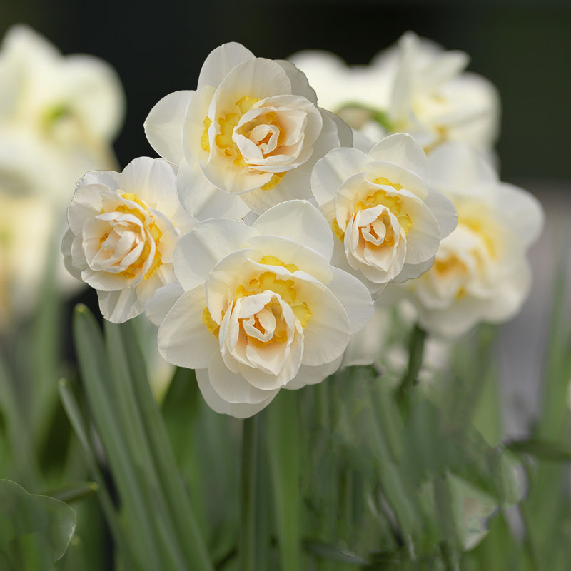 Trend garden 2015 Unexpected Wild