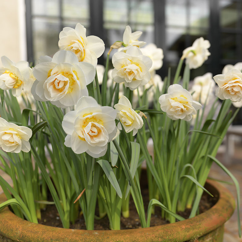 Trend garden 2015 Unexpected Wild