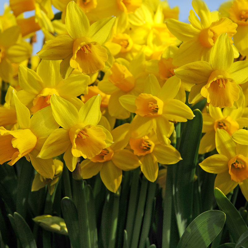 Narcissus  Tête à Tête