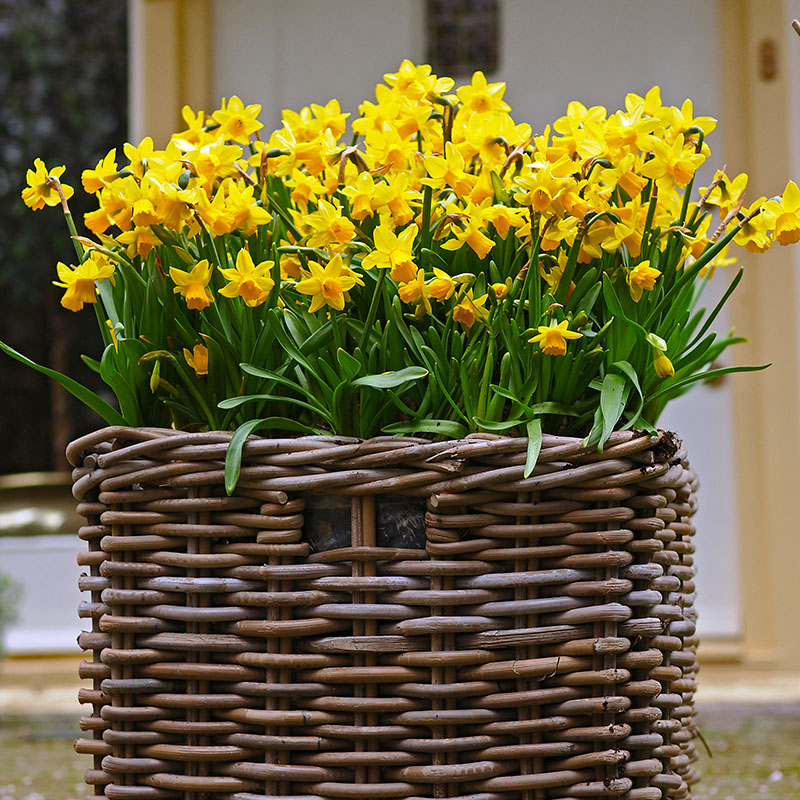 Narcissus  Tête à Tête