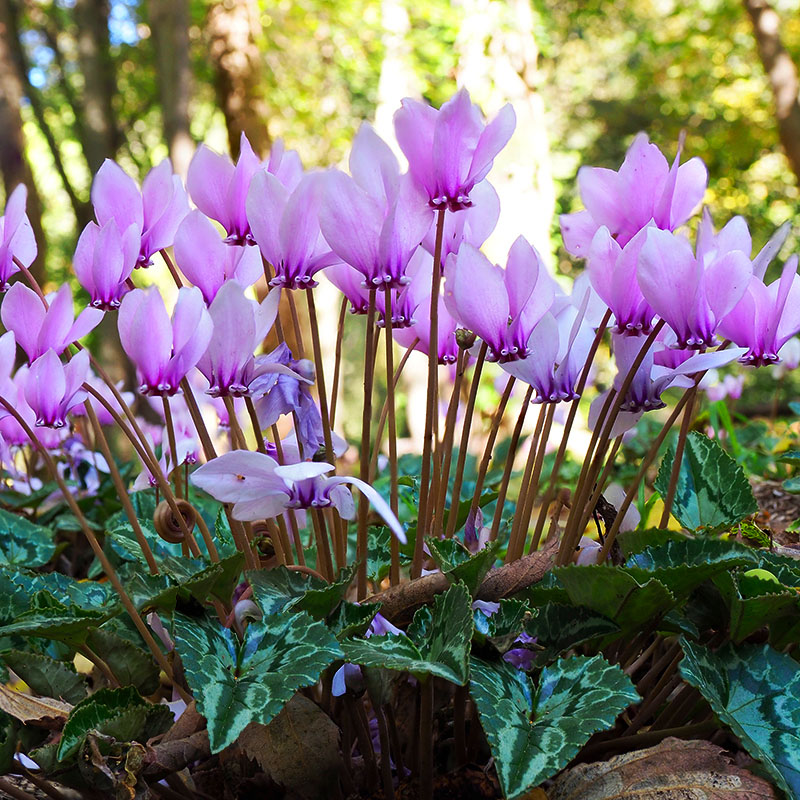 V-OV-005A Hederifolium