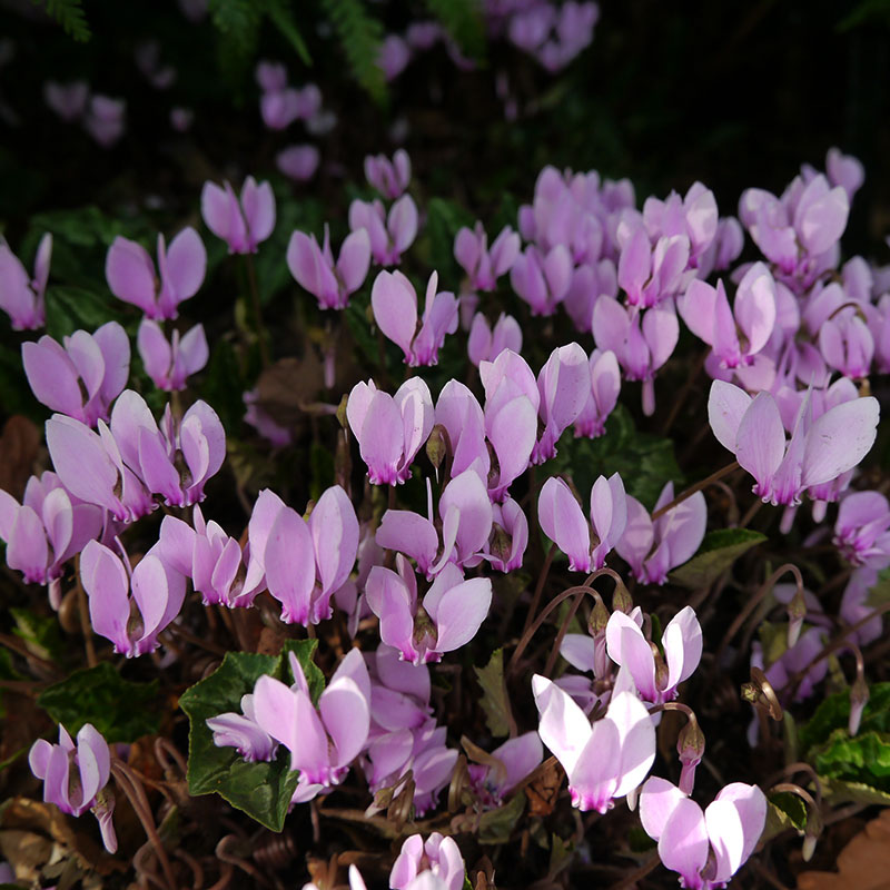 V-OV-005B Hederifolium