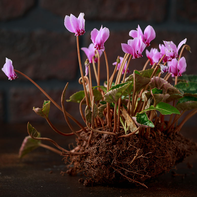 V-OV-005C Hederifolium