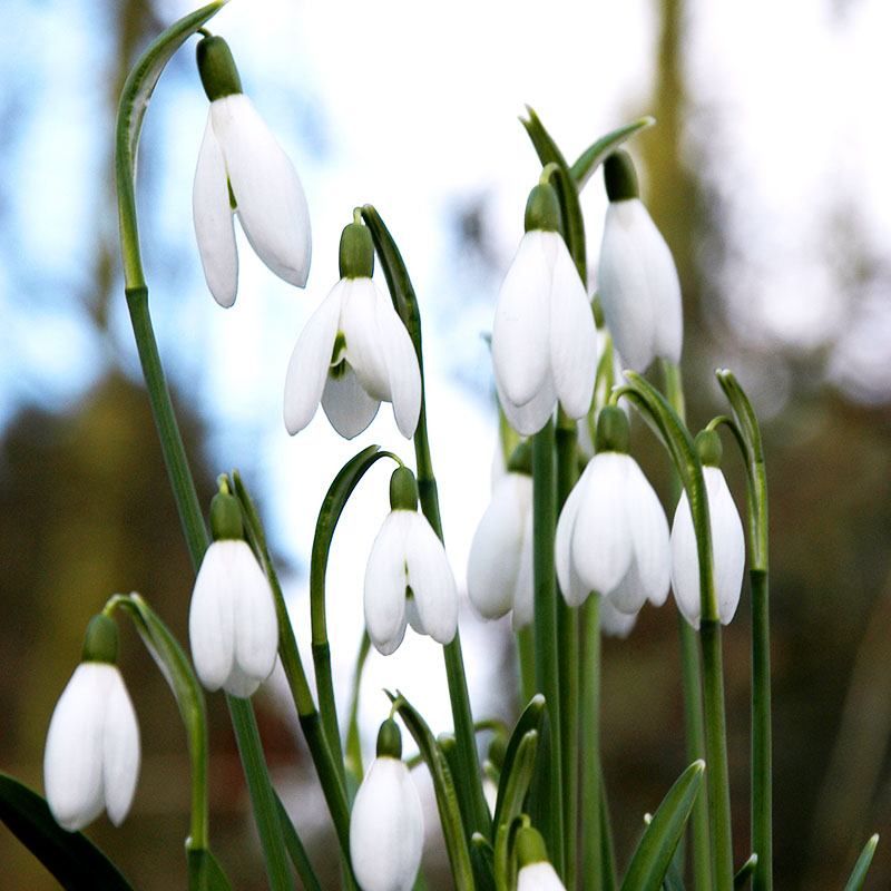 Galanthus nivalis