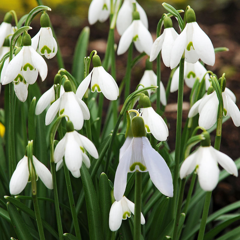 Galanthus nivalis