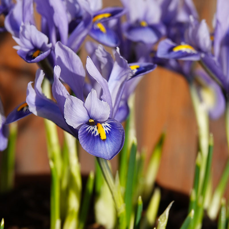 V-OV-008A Iris Reticulata blue
