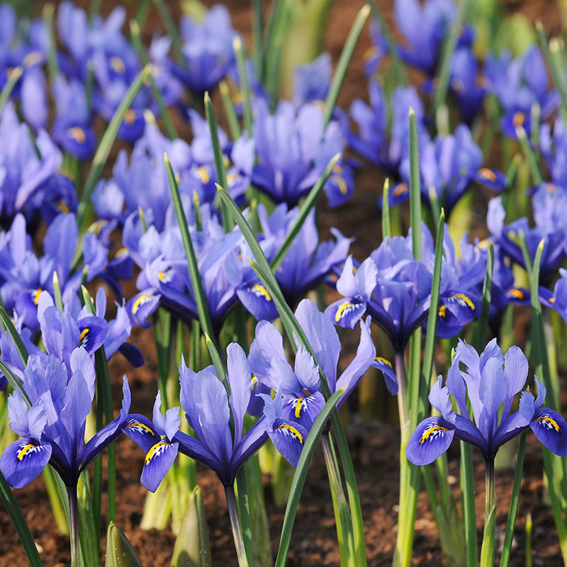 Early flowering bulbs 2014 Iris Reticulata blue