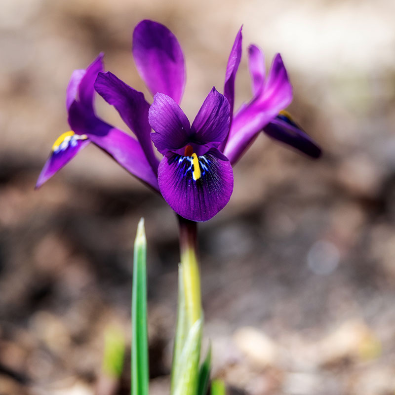 V-OV-009A Purple hill