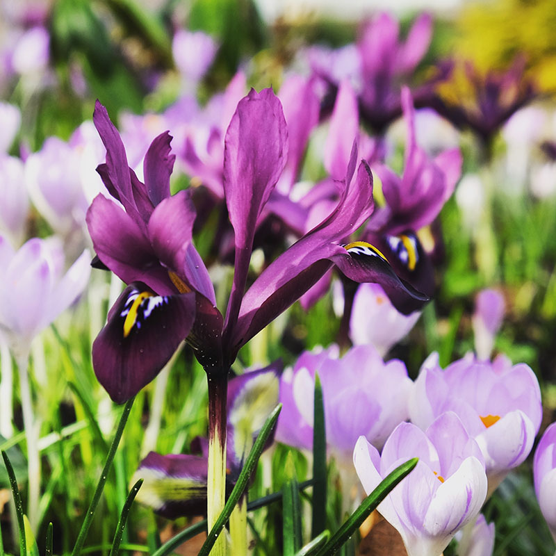 V-OV-009B Purple hill