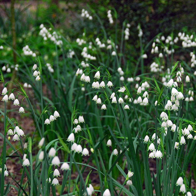Leucojum vernum Aestivum