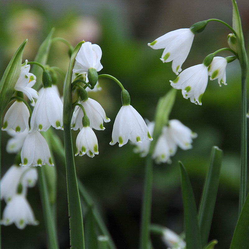 Leucojum aestivum  Gravetye Giant Aestivum