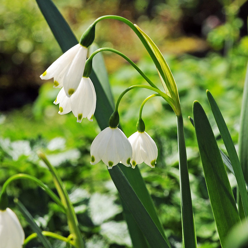 Leucojum vernum Vernum