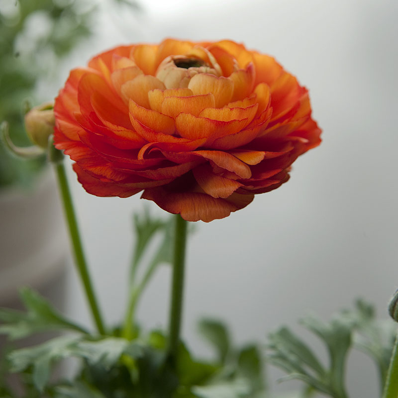 Ranunculus asiaticus