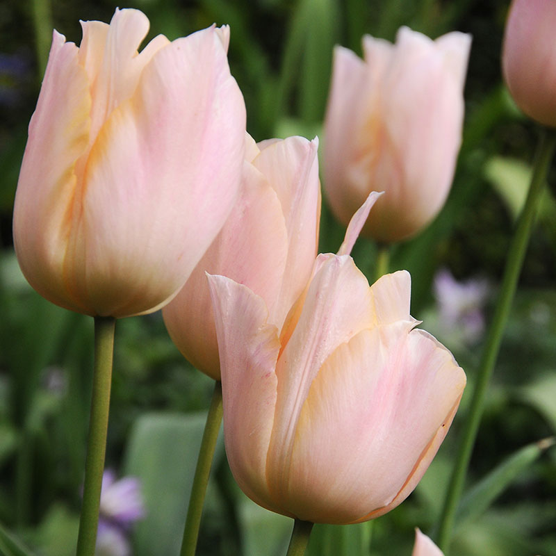 Tulipa  Apricot Beauty