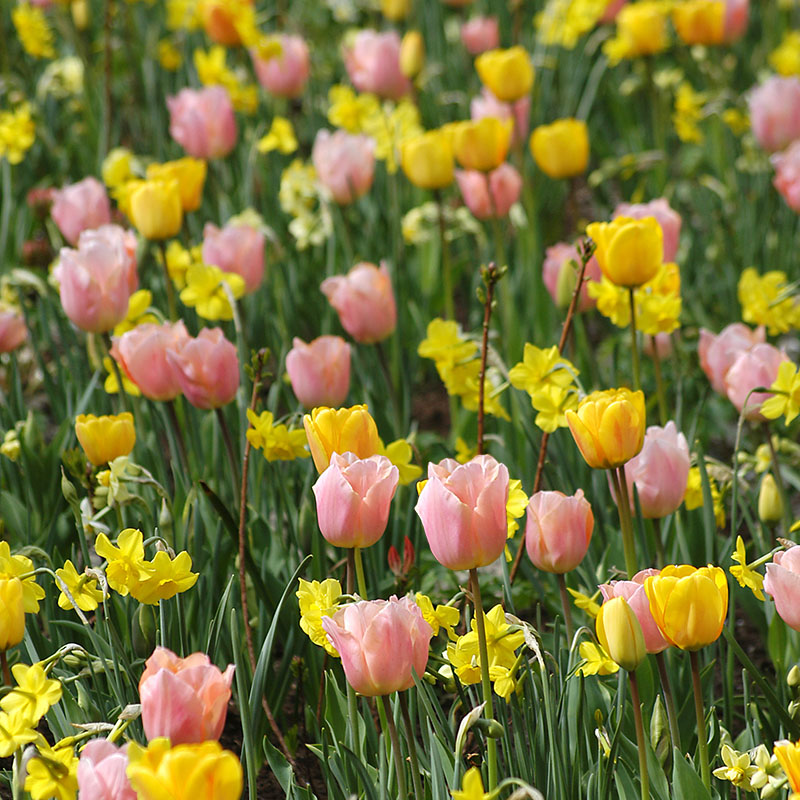 Tulipa  Apricot Beauty